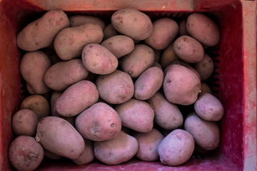 Fresh potatoes in basket
