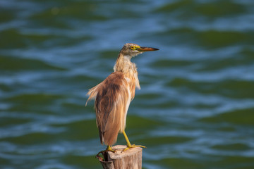 Chinese Pond Heron in the nature