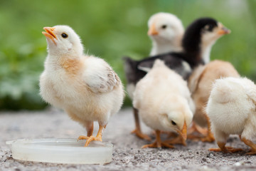 A group chick at farm.