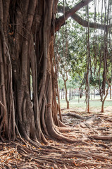 Old ancient tree with long roots that start at the top of the branches to the ground. Tree with a thick trunk, very large and full of roots that creep along the ground searching for nutrients.