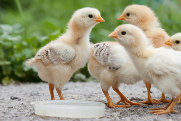 A group chick at farm.