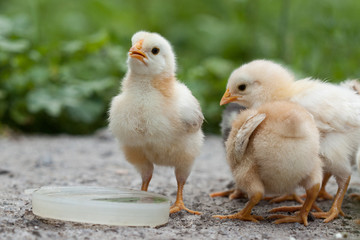 A group chick at farm.