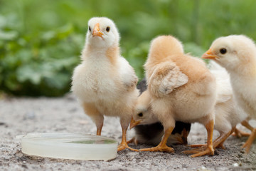 A group chick at farm.