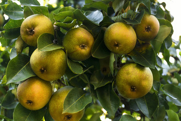 pears