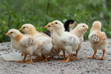 A group chick at farm. 