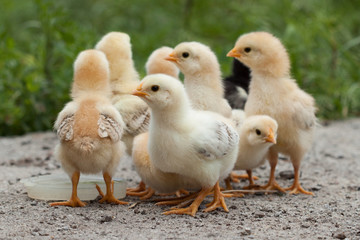 A group chick at farm. 