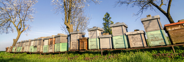 Apiary in orchard on sunny spring day