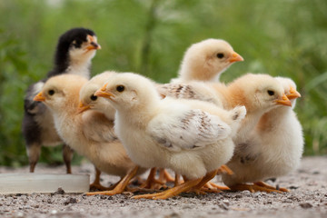 A group chick at farm. 