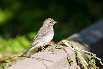 White Wagtail (Motacilla alba)