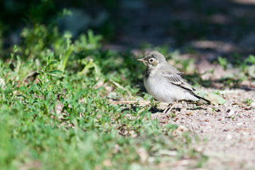 White Wagtail (Motacilla alba)