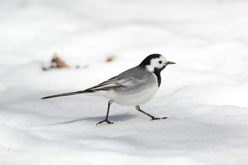 White Wagtail (Motacilla alba)