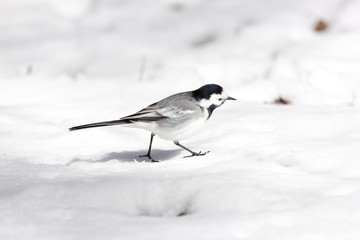 White Wagtail (Motacilla alba)