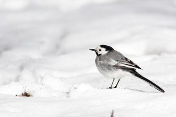 White Wagtail (Motacilla alba)