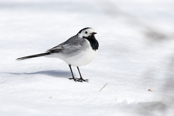 White Wagtail (Motacilla alba)