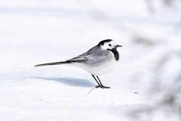 White Wagtail (Motacilla alba)