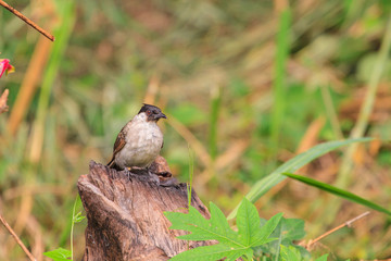 Beautiful bird Sooty headed Bulbul