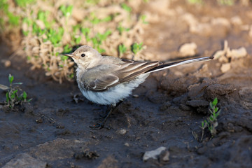 White Wagtail (Motacilla alba)
