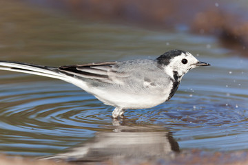 White Wagtail (Motacilla alba)