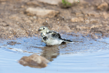 White Wagtail (Motacilla alba)