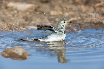 White Wagtail (Motacilla alba)