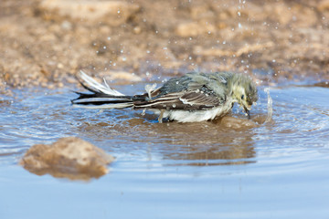 White Wagtail (Motacilla alba)