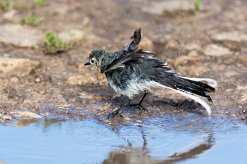 White Wagtail (Motacilla alba)