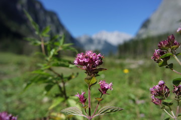 Alpenblumen