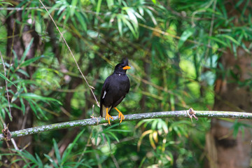 white vented myna on nature background