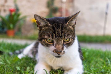 Beautiful Cat with wonderful eyes