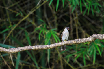 Beautiful bird Sooty headed Bulbul