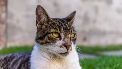 Beautiful Cat with wonderful eyes