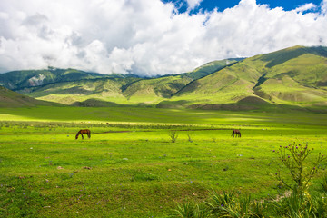 Horses grazing on a mountain pasture, Kyrgyzstan.