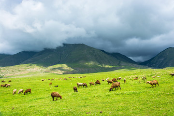 Fototapeta na wymiar Flock of sheep grazing on the hillside, Kyrgyzstan.