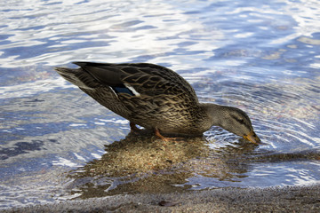 Duck standing in water