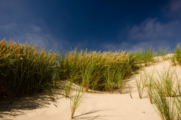 Marram Grass in Denmark