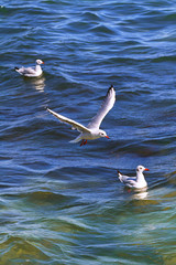 Fototapeta na wymiar Seagull on a background of water