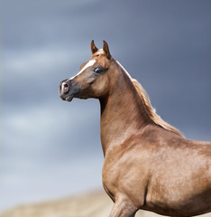 Fototapeta premium arabian horse portrait in desert