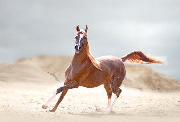 chestnut arabian horse runs in desert