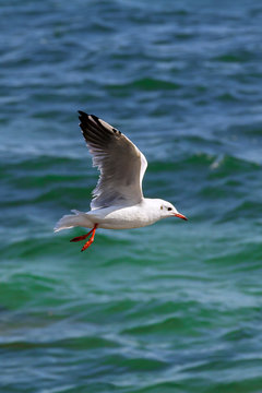 Seagull on a background of water