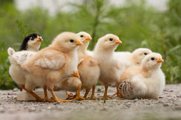 A group chick at farm. 