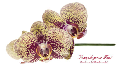 Orchid. Orchid flowers. Beautiful orchid flowers isolated on white.(selective focus)