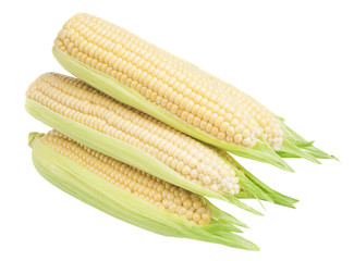 An ear of corn isolated on a white background