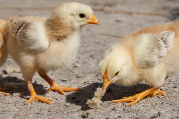 Chicks eating on farm yard outdoors.