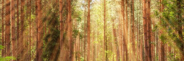 Fototapeta premium Sonnendurchfluteter Nadelwald