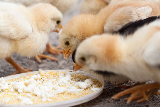 Chicks eating on farm yard outdoors.