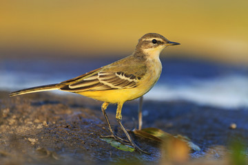 Cute young bird western yellow wagtail