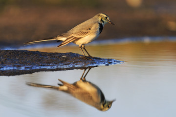 Cute young bird White Wagtail and reflection in water