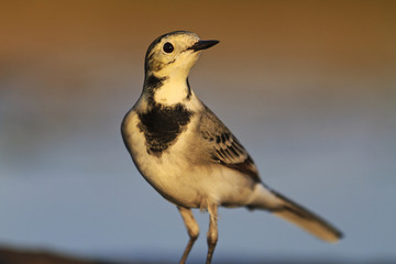 Cute young bird White Wagtail, Motacilla alba