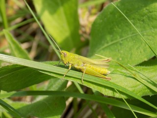 Grasshopper on meadow plant in wild nature during spring