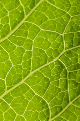 A Close up of leaf taken under bright sun.